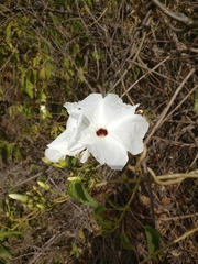 Ipomoea pauciflora