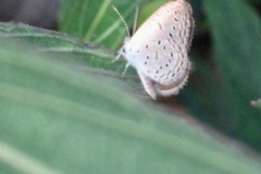 Zizula hylax pygmaea