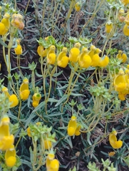 Calceolaria hypericina