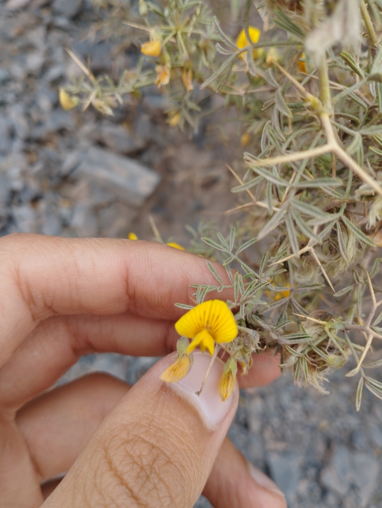 Adesmia gracilis