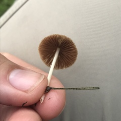 Conocybe apala albipes