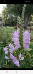 Physostegia virginiana