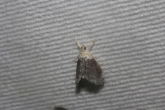 Lipocosmodes fuliginosalis