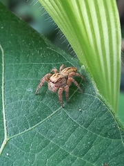 Carrhotus viduus