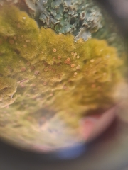 Coenogonium implexum