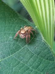 Carrhotus viduus