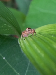 Carrhotus viduus