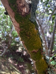 Coenogonium implexum