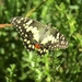 Papilio demoleus sthenelus - Photo (c) Heath Hunter, some rights reserved (CC BY-NC), uploaded by Heath Hunter