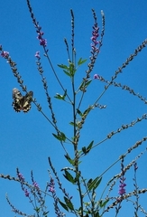 Papilio demoleus sthenelus