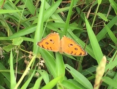Junonia almana javana