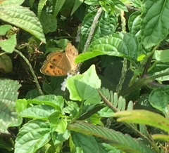 Junonia almana javana