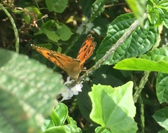 Junonia almana javana