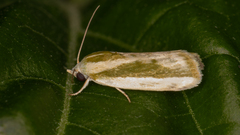 Earias huegeliana