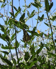Papilio demoleus sthenelus