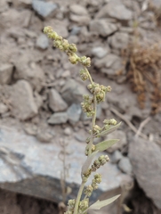 Chenopodium hircinum