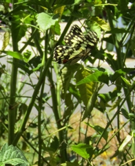Papilio demoleus sthenelus