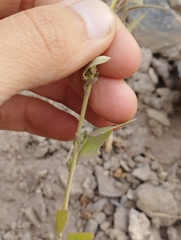 Chenopodium hircinum