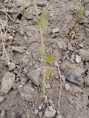 Chenopodium hircinum