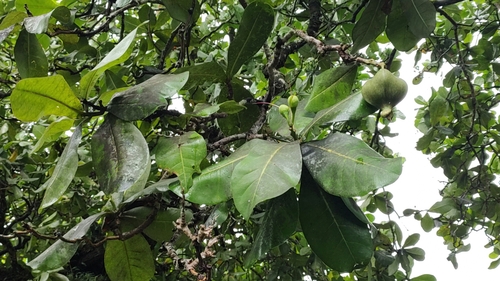 Barringtonia asiatica observed 2022-12-30