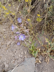 Malesherbia linearifolia