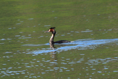 Podiceps cristatus australis