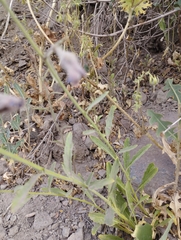 Malesherbia linearifolia