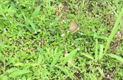 Junonia atlites atlites
