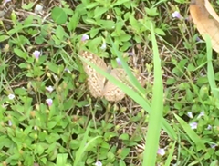 Junonia atlites atlites