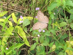 Junonia atlites atlites