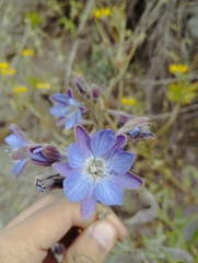 Malesherbia linearifolia