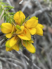 Phyllota grandiflora