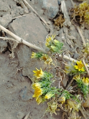 Chaetanthera flabellata