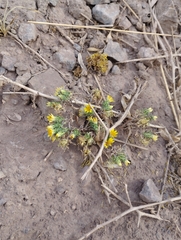 Chaetanthera flabellata