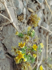 Chaetanthera flabellata