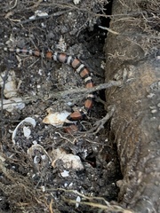 Lampropeltis gentilis