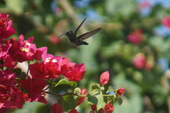 Chrysuronia coeruleogularis