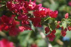 Chrysuronia coeruleogularis