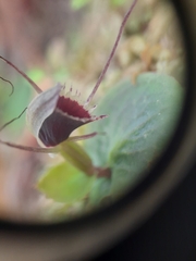 Corybas oblongus