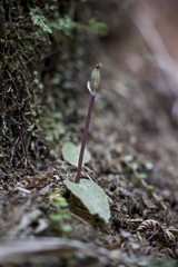 Corybas oblongus