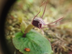 Corybas oblongus