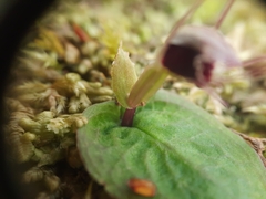 Corybas oblongus