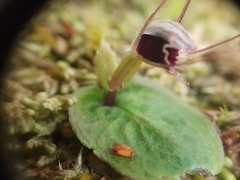 Corybas oblongus