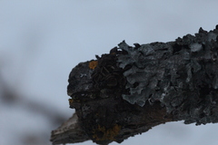 Melanohalea exasperata