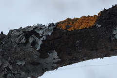 Melanohalea exasperata