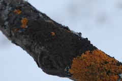 Melanohalea exasperata