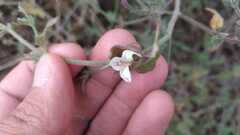 Carlowrightia neesiana