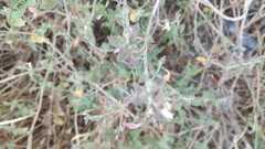 Carlowrightia neesiana