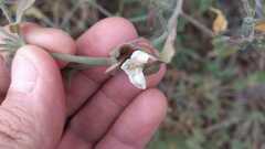 Carlowrightia neesiana