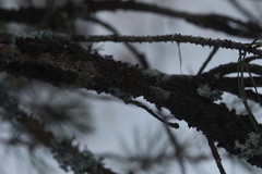 Melanohalea exasperata